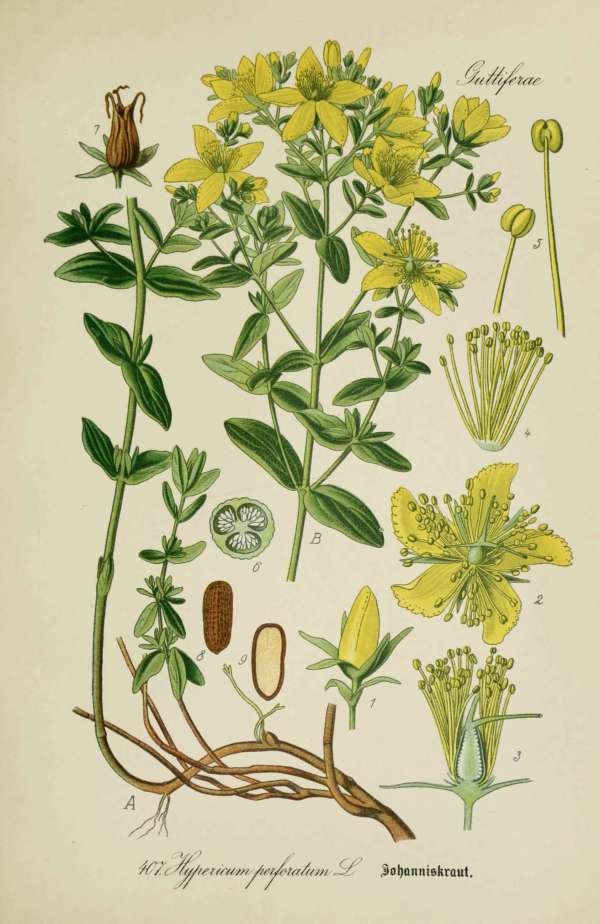 Gyógynövények, homeopátia, népi gyógyászat -54 – Orbáncfű Dr. Thomé  Botanika